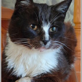 ����-���� �������