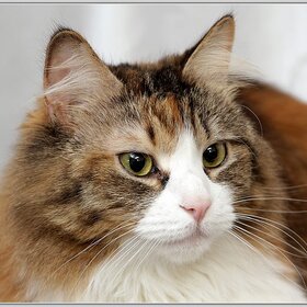 �����. ������ ��������