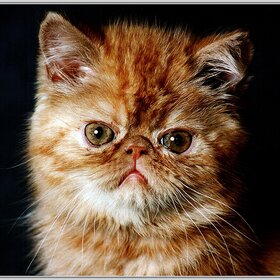 ����� ����� � ��������� ��������.