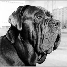 ������� �����������