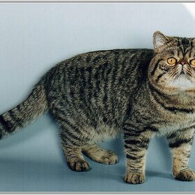 ������ ���������