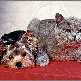 ��� �������� �������