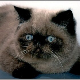 ������� ����������� �����.